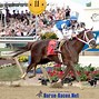 Image result for Horse Racing Photos for Wallpaper