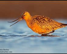 Image result for Limosa lapponica