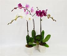 Image result for Elegant Lotus Crown Orchid