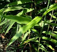 Image result for alpinia_oxyphylla