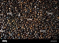 Image result for Java Coffee Beans