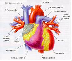 cuore e vasi anatomia e fisiologia cuore fisiologicamente cuore e vasi anatomia e fisiologia cuore fisiologicamente