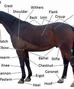 Image result for Narrow Chest Horse