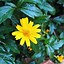 Image result for Yellow Flowers iPhone 12