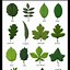 Image result for Tree Identification by Seed