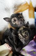 Image result for Cute Goth Bat
