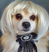 Image result for Funny Dog Wearing Wig and Glasses