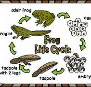 Image result for Frog Life Cycle Wheel Printable