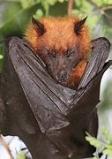 Image result for White Fox Bat