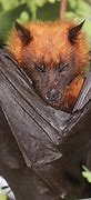 Image result for Golden-crowned Bat