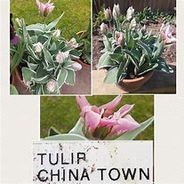 Afbeeldingsresultaten voor Tulipa China Town