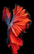 Image result for The Original iPhone Wallpaper Fish
