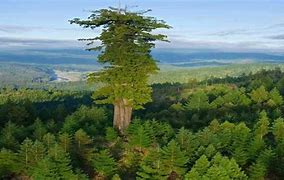 Image result for Biggest Tree in the World Ever Recorded