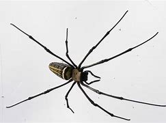 Image result for Spider Cricket