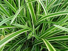 Image result for Carex morrowii Variegata