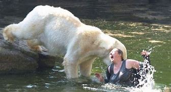 Image result for Person Mauled by Animal