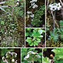 Image result for Androsace mollis