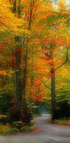 Colorful Trees wallpaper by _lovey_ - Download on ZEDGE™ | 9b05