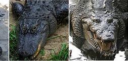 Image result for Alligator Crocodile Caiman and Gavial