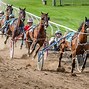 Image result for Never Ending Horse Harness Racing
