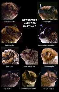 Image result for Every Type of Bat in the World