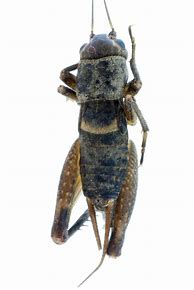 Image result for Cricket Insect Face