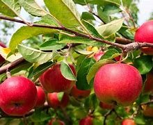 Image result for How to Grow Apple Trees