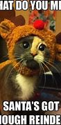 Image result for Cat Christmas Outfit Meme
