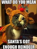 Image result for cats holiday memes