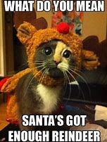 Image result for Cat Christmas Eve Meme
