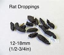 Image result for Healthy Rat Poop