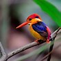 Image result for Colourful Birds Wallpaper