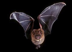 Image result for Bat Species and There Names