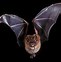 Image result for Furcula of Bat