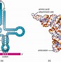 Image result for DNA and RNA Letters