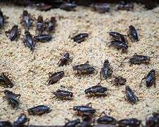 Image result for Many Crickets