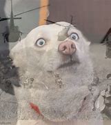 Image result for Traumatized Dog Meme