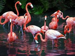 Image result for Badas Flamingo Wallpaper