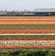 Image result for holland tulips festival