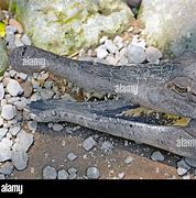 Image result for Alligator Crocodile Caiman and Gavial