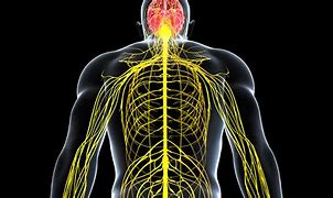 Image result for Peripheral Neuralgia