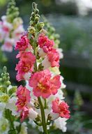 Image result for Snapdragon Bright Butterflies