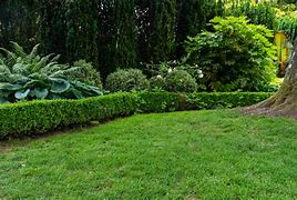 Image result for Grass Hedge