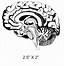 Image result for Brain Anatomy Drawing