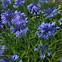 Image result for Agapanthus African Queen