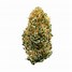 Image result for White Widow Weed Strain