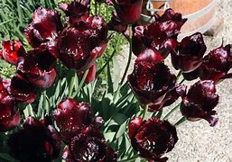 Image result for Tulipa Vincent van Gogh