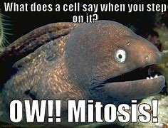 Image result for Mitosis Memes