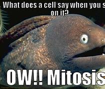 Image result for Mitosis MEMS