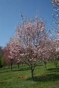 Image result for Prunus subhirtella Autumnalis